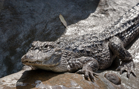 Crocodile, one of the 'top 10 deadliest animals in the world' by China.org.cn.