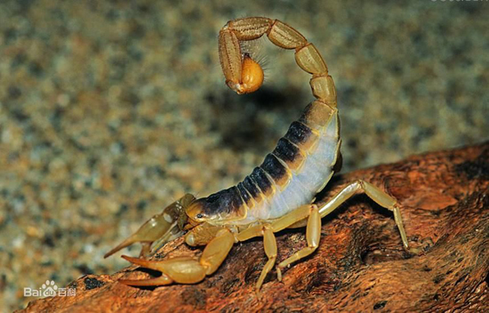 Scorpion, one of the 'top 10 deadliest animals in the world' by China.org.cn.