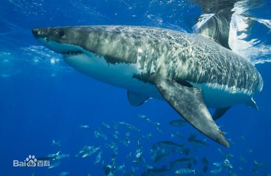 Shark, one of the 'top 10 deadliest animals in the world' by China.org.cn.