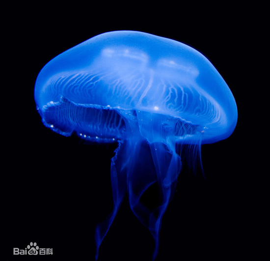 Jellyfish, one of the 'top 10 deadliest animals in the world' by China.org.cn.
