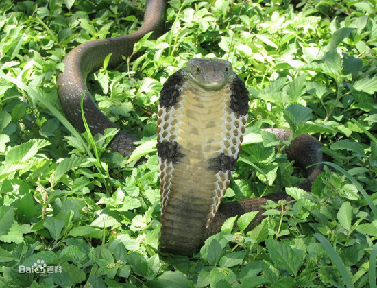 Snake, one of the 'top 10 deadliest animals in the world' by China.org.cn.