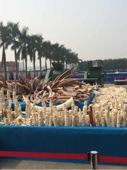 The Chinese government destroyed 6.1 tonnes of confiscated ivory on Monday in Dongguan City of southern Guangdong Province.