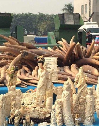 The Chinese government destroyed 6.1 tonnes of confiscated ivory on Monday in Dongguan City of southern Guangdong Province.