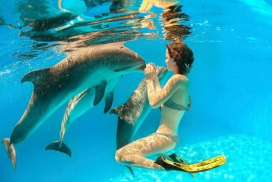 The intimate life of dolphins and humans, one of the 'top 10 craziest animal experiments' by china.org.cn.