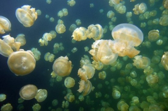 Jellyfish -- from undersea to outer space, one of the 'top 10 craziest animal experiments' by china.org.cn.