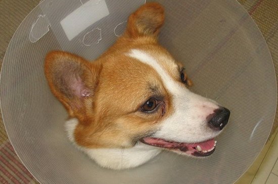 The isolated head of a dog, one of the &apos;top 10 craziest animal experiments&apos; by china.org.cn.