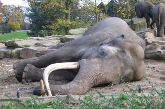 Injecting an elephant with LSD, one of the &apos;top 10 craziest animal experiments&apos; by china.org.cn.