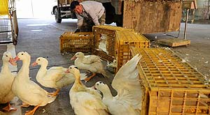 A vendor moves live ducks into a larger cage for disinfecting at a wholesale poultry market in Fuzhou city, East China's Fujian province on Jan 21, 2014. Fujian has suspended poultry imports into the province, required traditional poultry markets to be sterilized daily, and shut down those in areas where human infections of the H7N9 influenza were found. Seven people in Fujian were confirmed infected with H7N9, with one resulting in death.