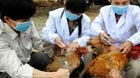 Live poultry traders in the eastern Chinese city of Hangzhou sighed in despair as business was halted Friday at the height of the Lunar New Year sales period due to the resurgent bird flu epidemic.