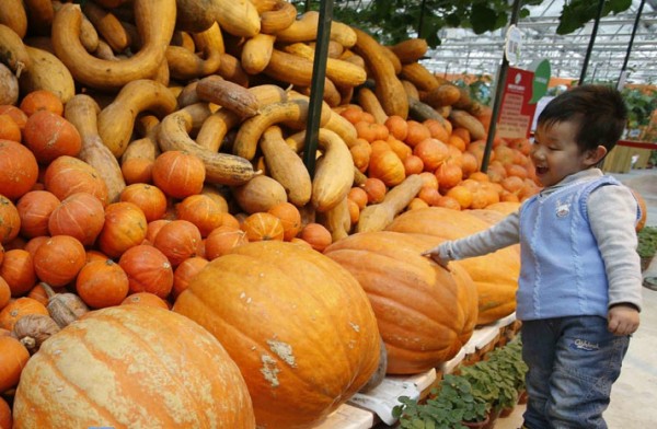 Experiencing farm work at agricultural carnival