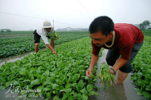 For hungry consumers, food deflation is a blessing: for hungry farmers, a curse.