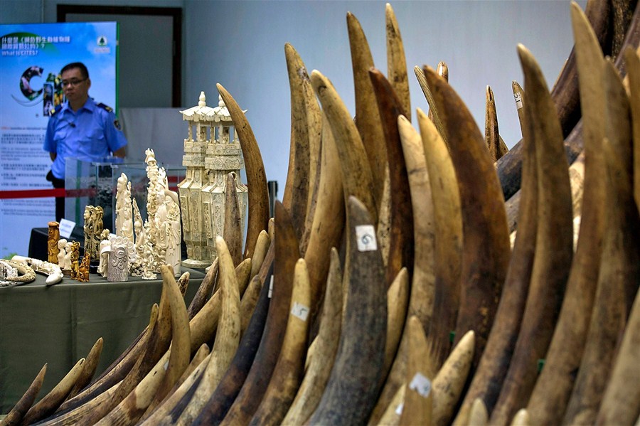 A security guard in Hong Kong watches over a massive haul of ivory tusks and products yesterday during an operation to incinerate the confiscated items. Authorities have embarked on a process to burn almost 30 tons of ivory, which could take a year or more to complete.[Photo/Shanghai Daily via Reuters]