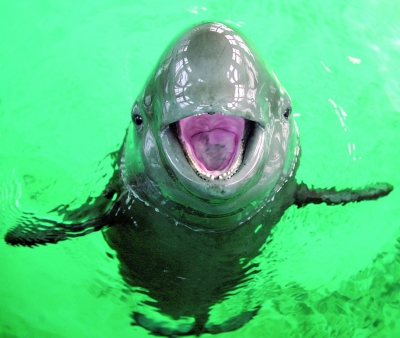 Finless porpoise, dace and another eight aquatic animals are set to become “business cards” of China’s 10 major rivers, as was revealed during a press conference on Tuesday in Qingdao of Shandong Province.