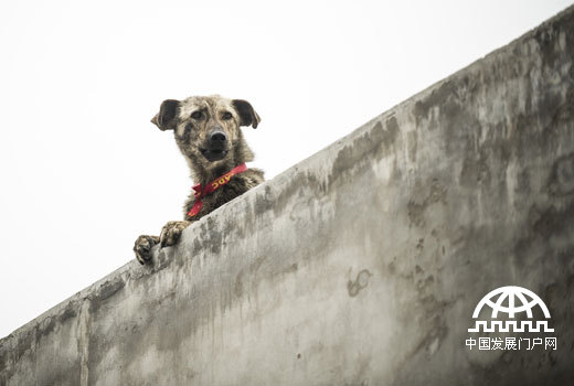 A humane and sustainable mass dog vaccination program to combat rabies is proving successful in pilots across China. A dog who has received vaccination will wear a red collar.
