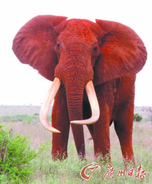 Poachers killed one of the world’s largest elephants - a famed great tusker named Satao - in Tsavo East National Park in Kenya in May. Wildlife officials found Satao’s carcass was found with his face hacked off and weighty tusks removed. [File photo]