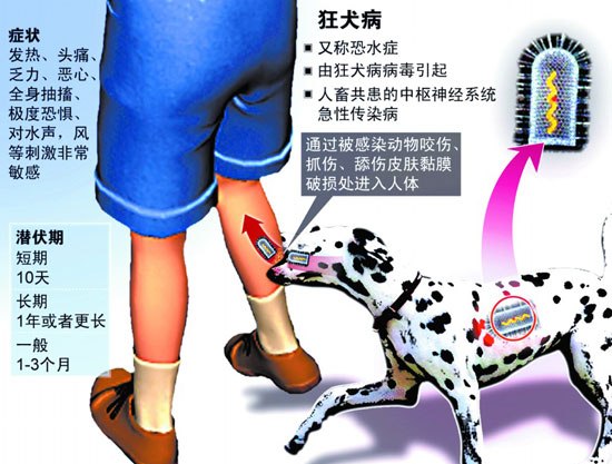 Rabies, one of the 'Top 10 deadly viruses in the world' by China.org.cn.