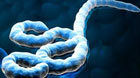 Ebola is an acute viral disease with extremely high death rates, killing between 50 percent and 90 percent of patients.