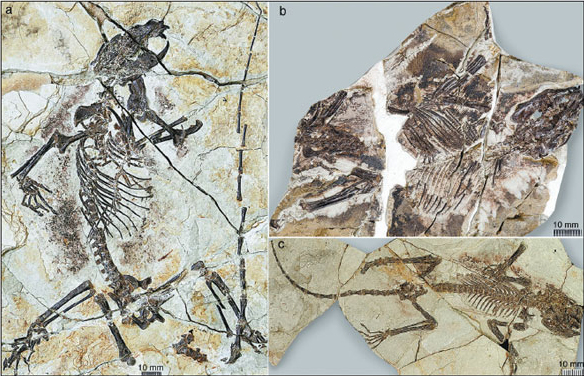 Fossils of the three newly identified mammal species from Northeast China's Liaoning province, which have scientific names of Shenshou lui (a), Xianshou linglong (b) and Xianshou songae (c). The species date from about 160 million years ago. Photo Provided by Chinese Academy of Sciences