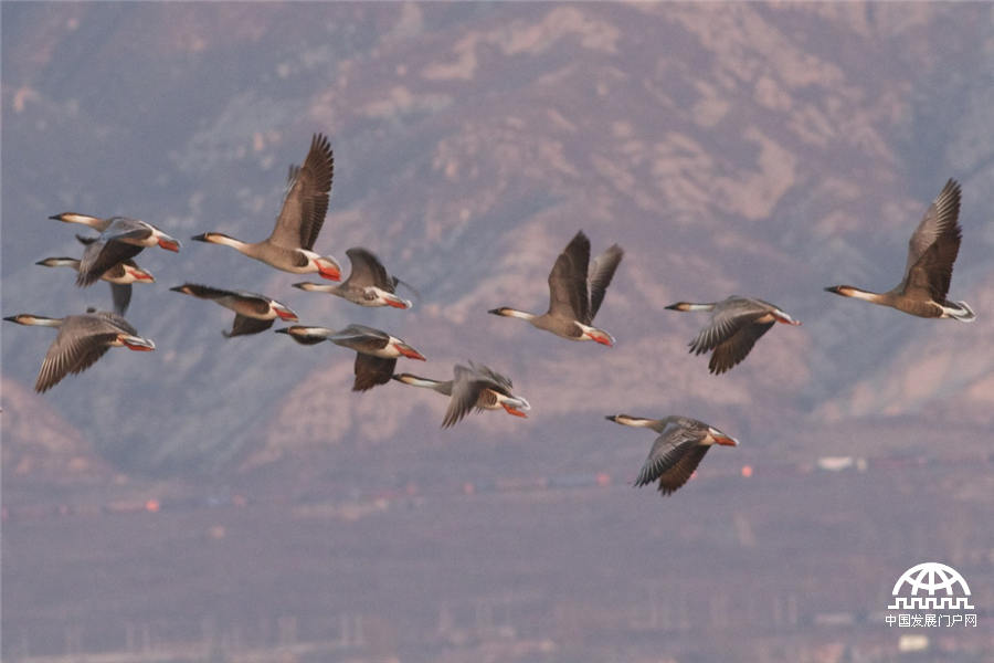 Swan Geese (Ma Chang), photo by Terry Townshend