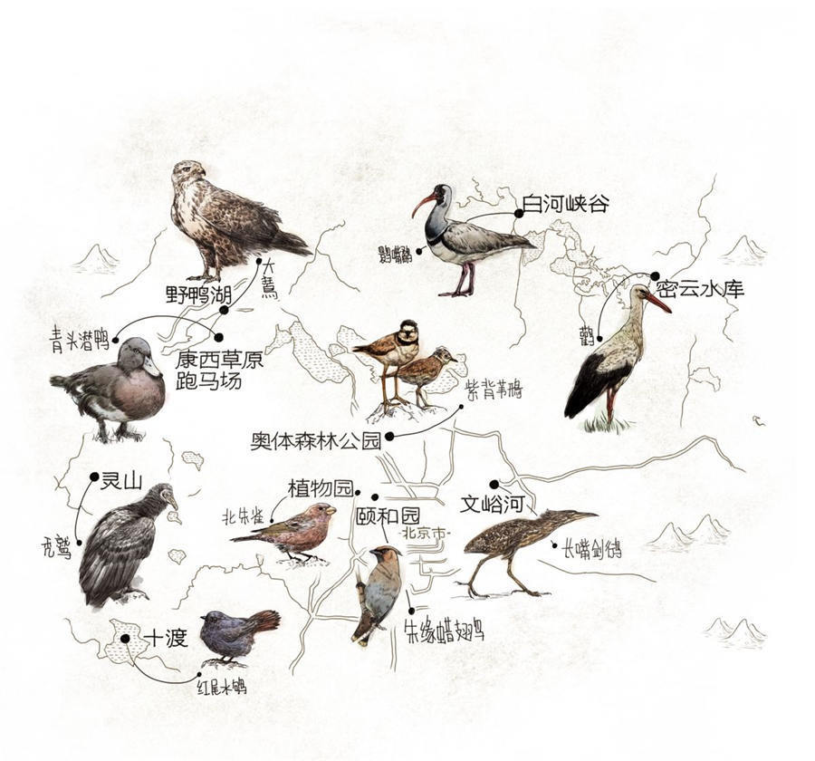 Beijing birdwatching map drawn by Terry