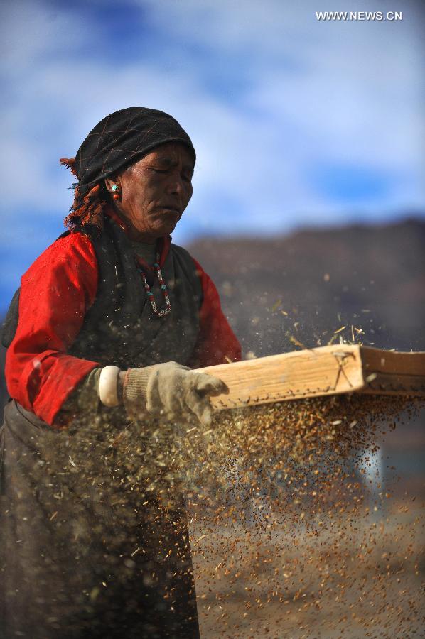 Harvest season comes in China's Tibet