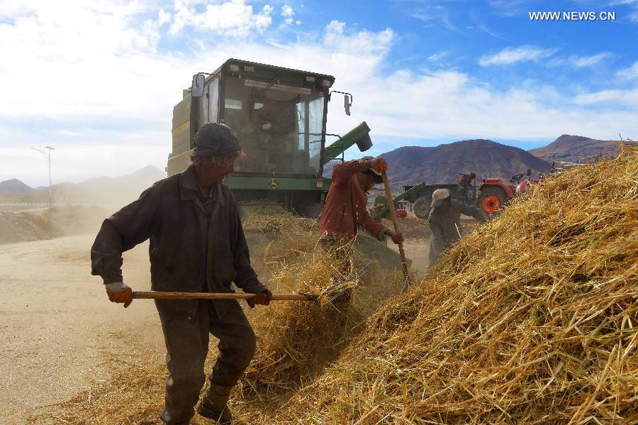 Harvest season comes in China's Tibet