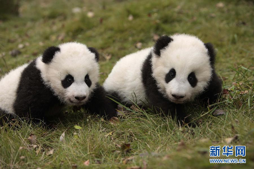 PPanda twins Mao Zhu and Mao Sun pose for a picture at the Chengdu Research Base of Giant Panda Breeding on Nov. 20, 2014. The panda twin brother and sister got their new names collected from a public poll. [Photo/Xinhua]