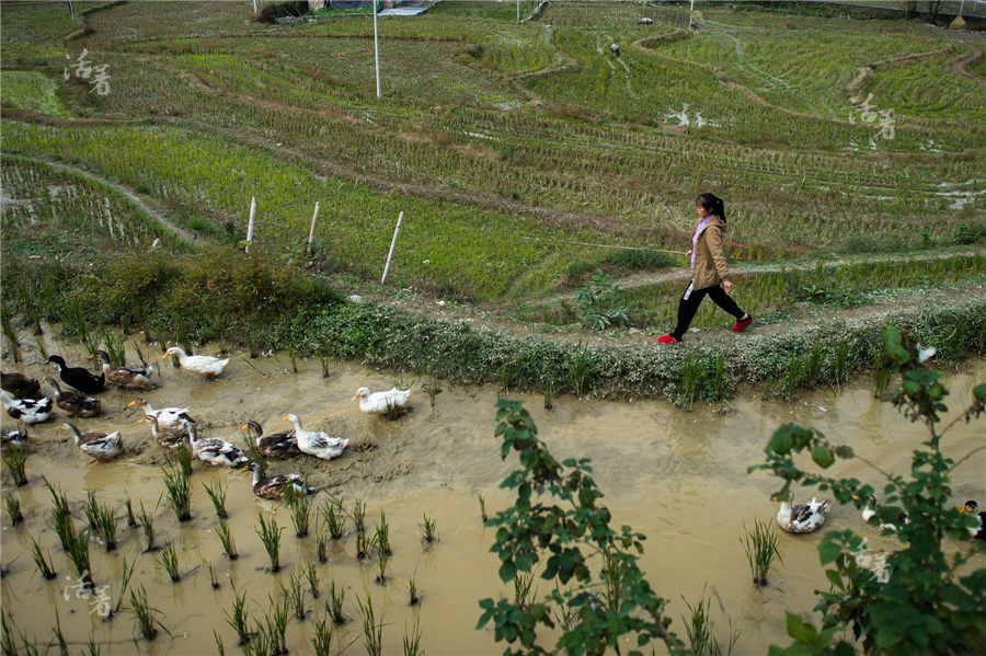 The plight of pregnant women in rural China