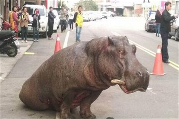 The hippo with watery eyes draws attention from the passers-by. [Photo/ifeng.com]