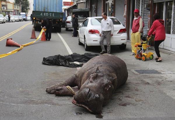 An injured hippo lies on the street after jumping off from a truck in Miaoli county, Dec 26, 2014. [Photo/China Daily via Agencies]