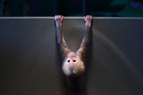 With its fingers and toes clinging to the walls of a wooden box, the little stump-tailed macaque holds itself from falling down at Hangzhou Safari Park in Hangzhou, capital of Zhejiang province on Dec 28, 2014. [Photo by Xu Kangping/Asianewsphoto]