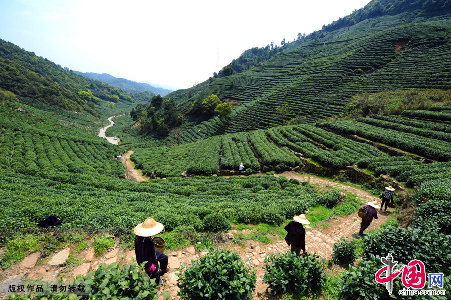 Several tea pickers bring tea cages to tackle the delicate work in Longwu Town, which is 15 kilometers away from Hangzhou City. About half of West Lake Longjing tea bases are located in Longwu. Due to its suitable climatic and geographical conditions, this area has produced large quantities of tea since ancient times. The residents of Longcan Village in Longwu have grown tea for more than 500 years.