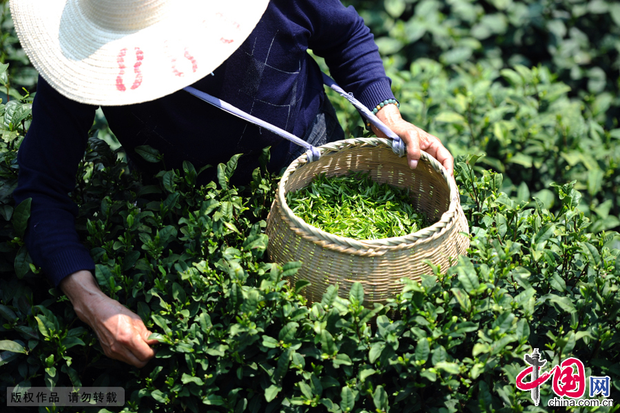 The tea buds have already emerged in early April and are ready for the tea pickers to begin their work. Tea plantations of Longcan Village cover more than 1,600 mu (over 1,000 square meters).