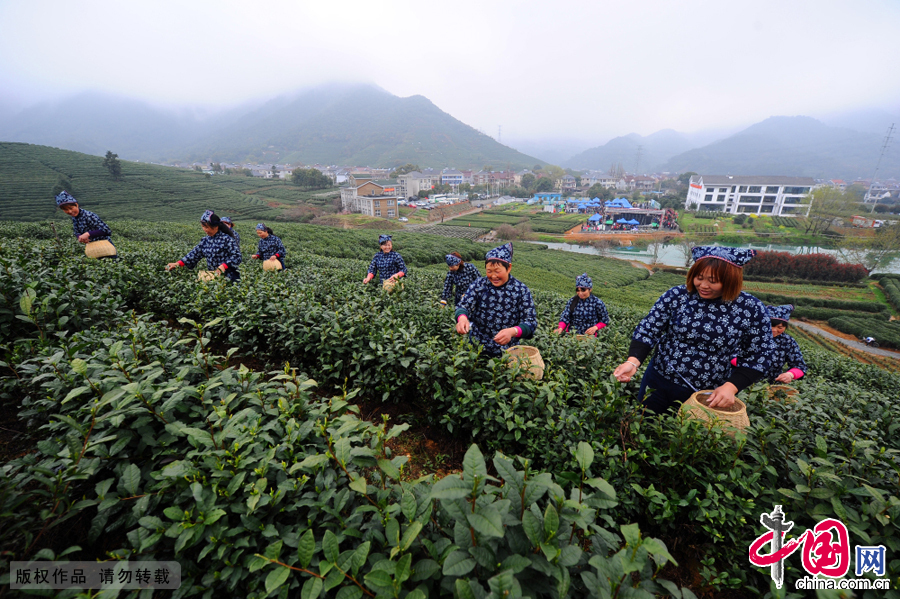 Annually, villagers collect and fire tea before Qingming Festival in order to ensure a good price. Most of West Lake Longjing tea collected and fired before Qingming is Longjing 43 and can attract prices between 1,000 to 5,000 yuan (US$160 to 258) per Jin (500 gram).