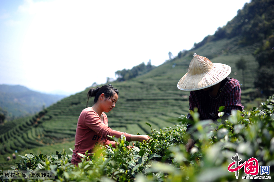 Tea-picking is a hard work, so that a skilled picker can only collect two kilos each day. With so much tea growing, villagers have to hire migrant workers to help with the picking.