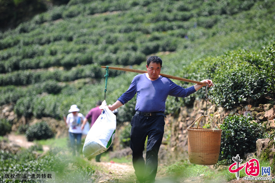 A picker collects the tea and uses a shoulder pole to carry it for drying.