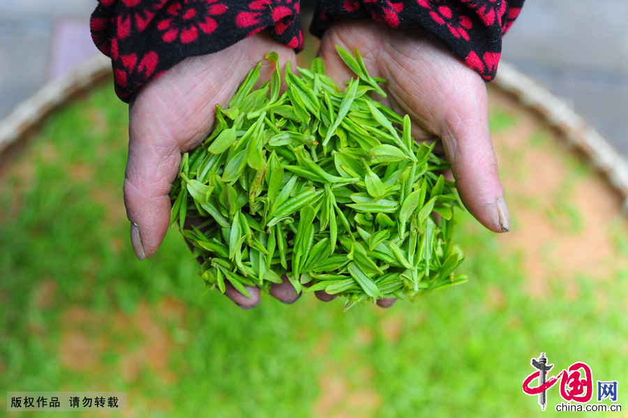 In the present market environment, most of tea is Longjing 43 because its appearance is more beautiful and its taste is fresher, but old people tend to prefer Longjing group species. Based on climatic conditions, Longjing will be sold in April.