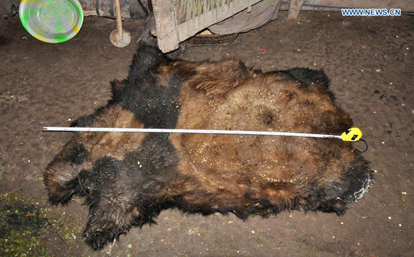 Undated photo shows the fur of a panda killed by poachers. Ten people have been apprehended in southwest China's Yunnan Province for killing a panda and trading in its meat, local authorities confirmed on Wednesday. [Photo/Xinhua]