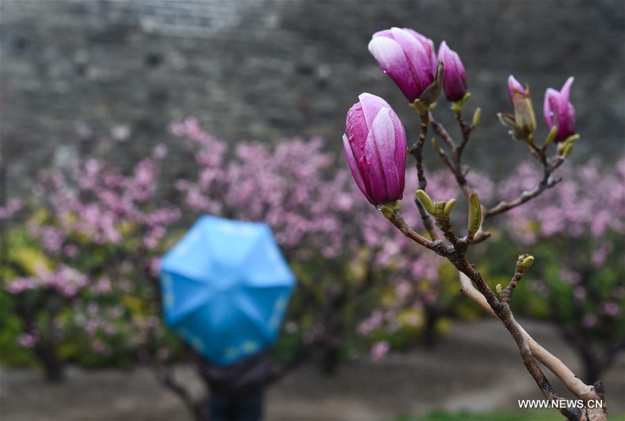 A tourist, shaded by the magnolia flowers in rain, visit the Beijing Ming Dynasty (1368-1644) City Wall Relics Park in Beijing, capital of China, March 23, 2017. A cold front brought rainfall to Beijing on Thursday, and a snowfall is expected to hit the city on Friday. (Xinhua/Luo Xiaoguang)