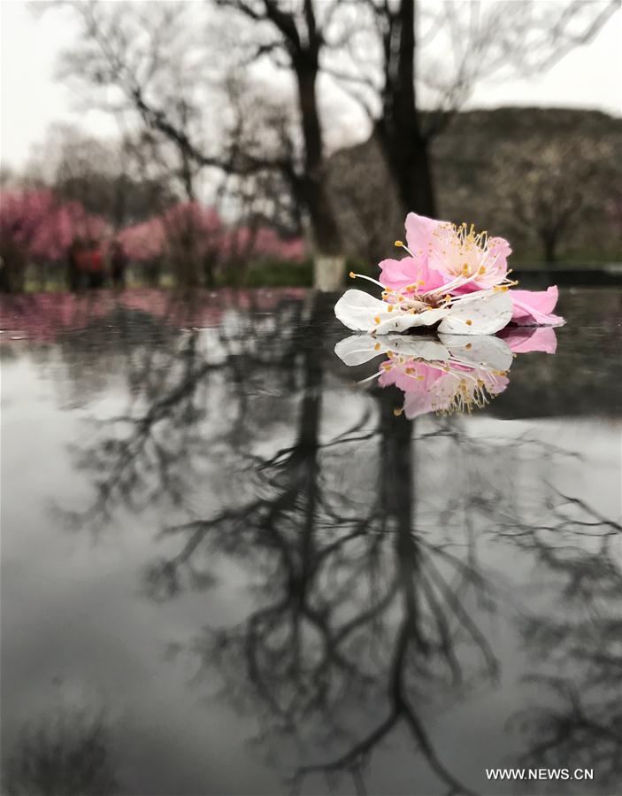 Photo taken on March 23, 2017 shows fallen plum blossoms in rain at the Beijing Ming Dynasty (1368-1644) City Wall Relics Park in Beijing, capital of China. A cold front brought rainfall to Beijing on Thursday, and a snowfall is expected to hit the city on Friday. (Xinhua/Luo Xiaoguang) 