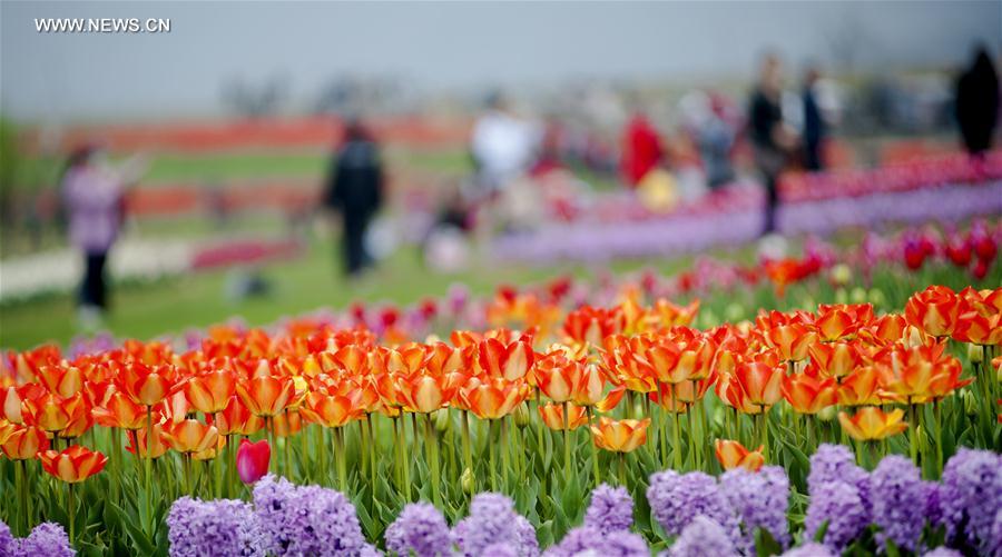 #CHINA-CHAOHU-TULIPS (CN)