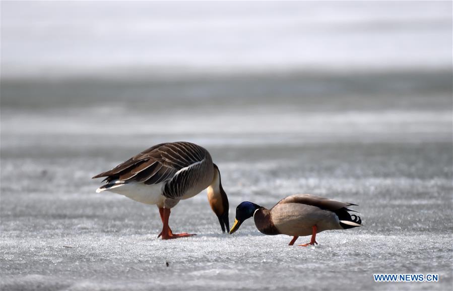 Migratory birds search for food on the remaining ice on Xingkai Lake, a border lake between China and Russia, in northeast China's Heilongjiang Province, March 30, 2017. Every day tens of thousands of migratory birds rest on Xingkai Lake on their way back to the north as the weather warms up. (Xinhua/Wang Jianwei) 
