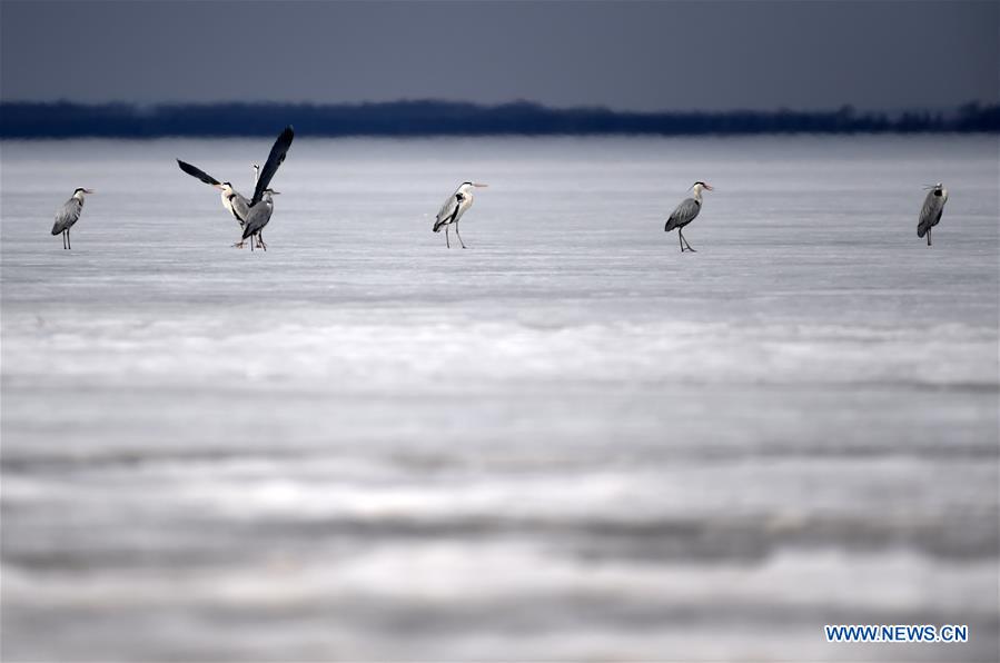 Herons rest on the remaining ice on Xingkai Lake, a border lake between China and Russia, in northeast China's Heilongjiang Province, March 30, 2017. Every day tens of thousands of migratory birds rest on Xingkai Lake on their way back to the north as the weather warms up. (Xinhua/Wang Jianwei) 