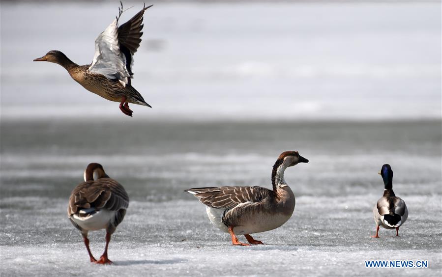 Migratory birds rest on the remaining ice on Xingkai Lake, a border lake between China and Russia, in northeast China's Heilongjiang Province, March 30, 2017. Every day tens of thousands of migratory birds rest on Xingkai Lake on their way back to the north as the weather warms up. (Xinhua/Wang Jianwei) 