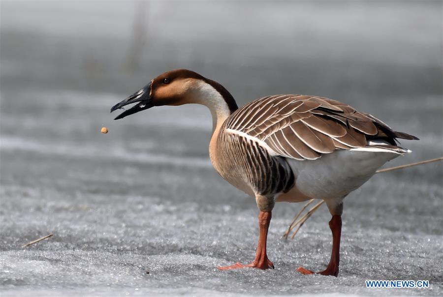 A wild goose gets corn on the remaining ice on Xingkai Lake, a border lake between China and Russia, in northeast China's Heilongjiang Province, March 30, 2017. Every day tens of thousands of migratory birds rest on Xingkai Lake on their way back to the north as the weather warms up. (Xinhua/Wang Jianwei) 