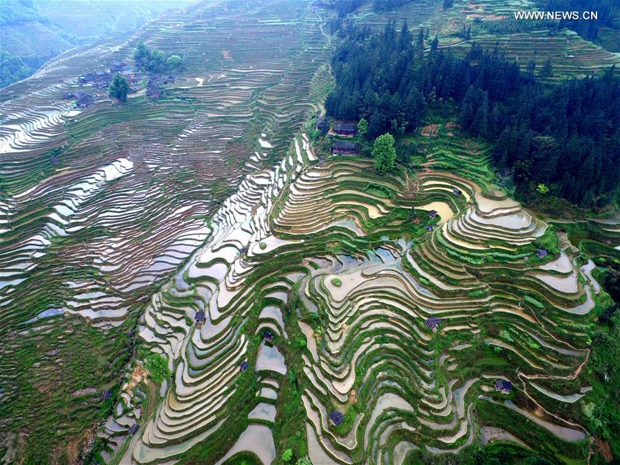 Scenery of terraced fields in SW China's Guizhou
