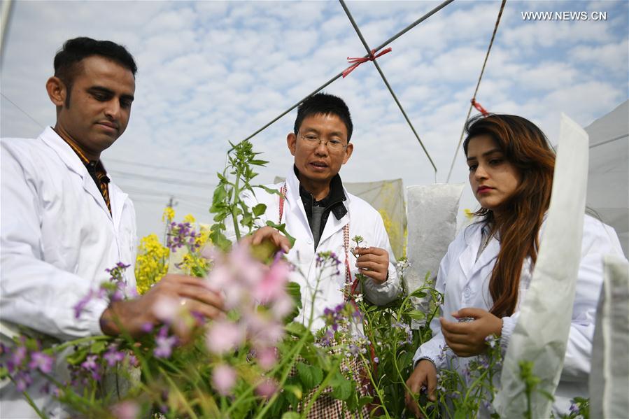 Pakistani couple cultivate flowers in China