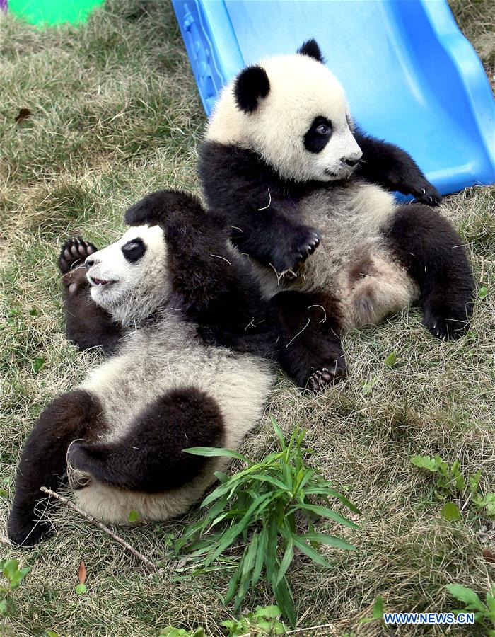 Giant panda cubs named 'Ban Ban', 'Yue Yue'