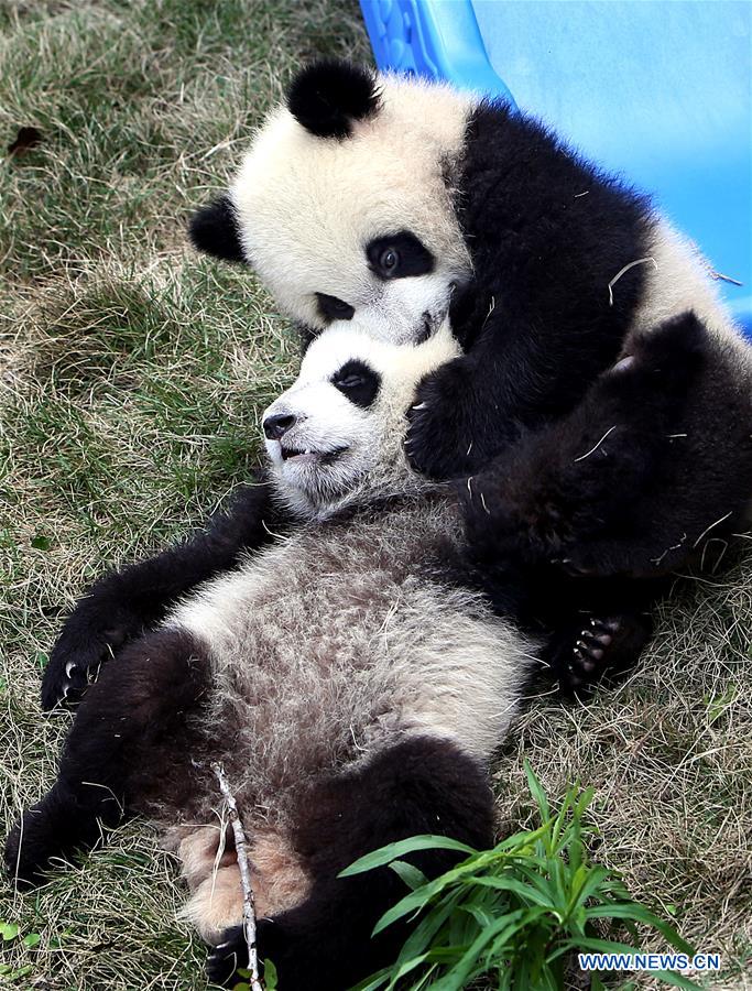 Giant panda cubs named 'Ban Ban', 'Yue Yue'