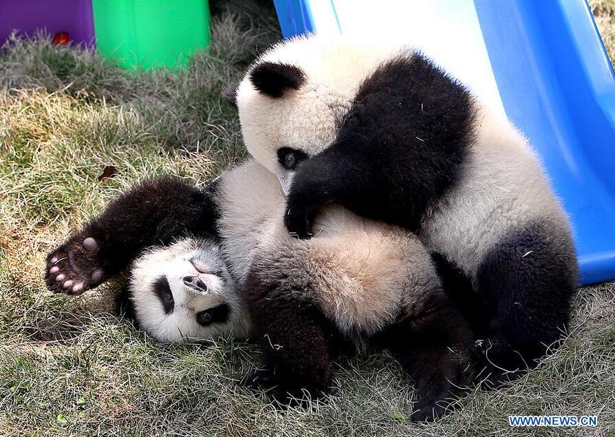 Giant panda cubs named 'Ban Ban', 'Yue Yue'